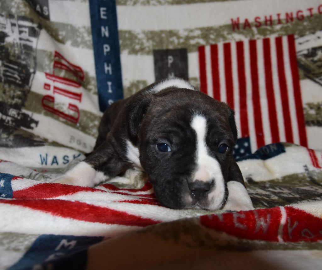 Lealta's Edition - Chiot disponible  - American Staffordshire Terrier