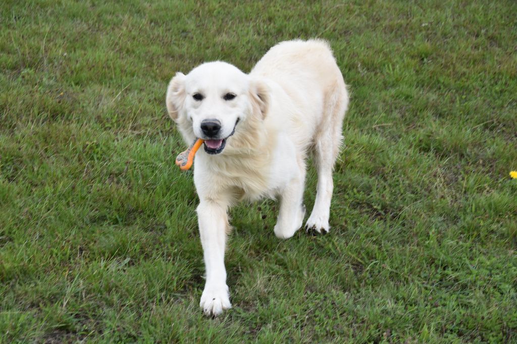 Snowball Du domaine des clayeux