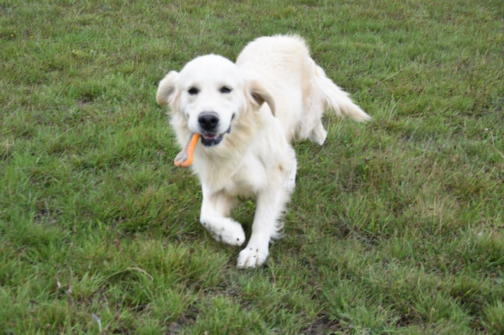 Snowball Du domaine des clayeux