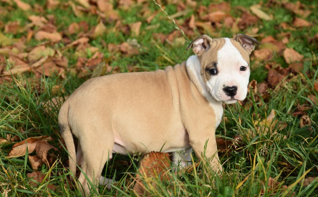 Lealta's Edition - Chiot disponible  - American Staffordshire Terrier