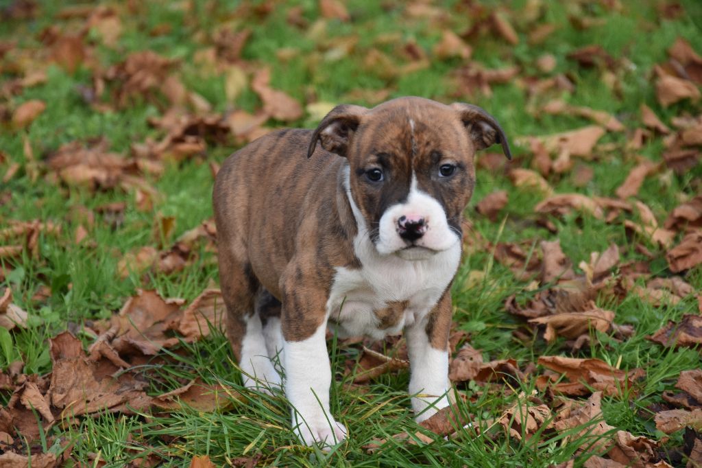 Lealta's Edition - Chiot disponible  - American Staffordshire Terrier