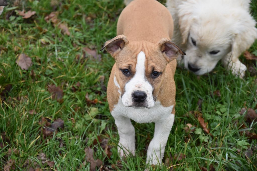 Lealta's Edition - Chiot disponible  - American Staffordshire Terrier