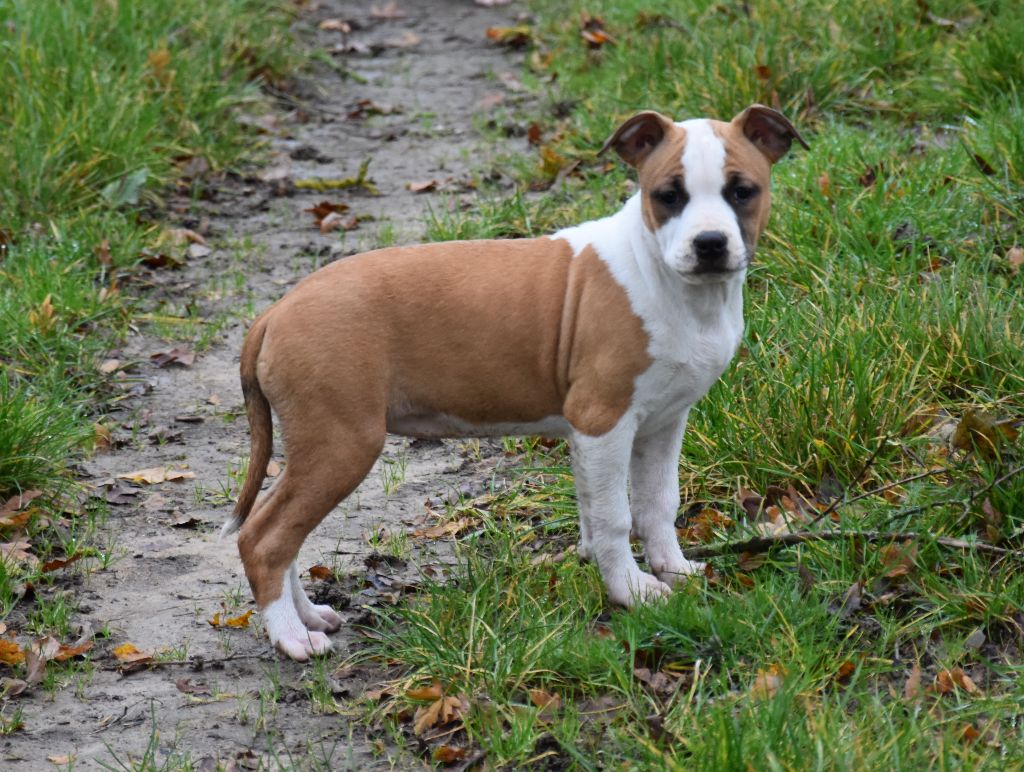 Lealta's Edition - Chiot disponible  - American Staffordshire Terrier