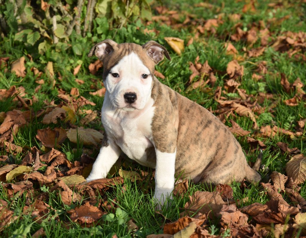 Lealta's Edition - Chiot disponible  - American Staffordshire Terrier