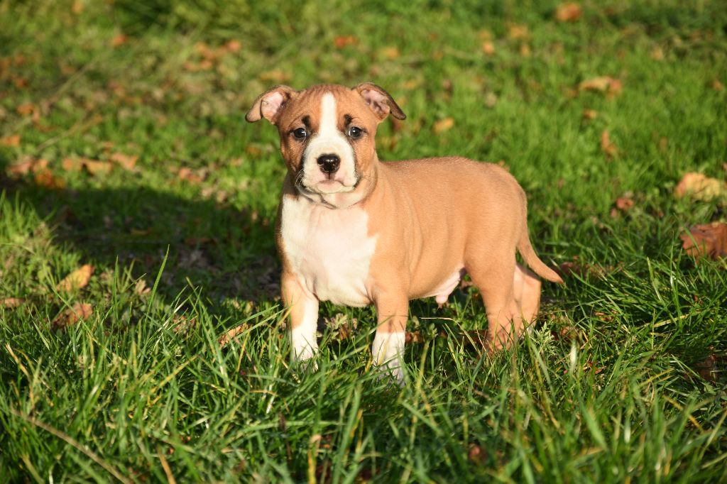 Lealta's Edition - Chiot disponible  - American Staffordshire Terrier