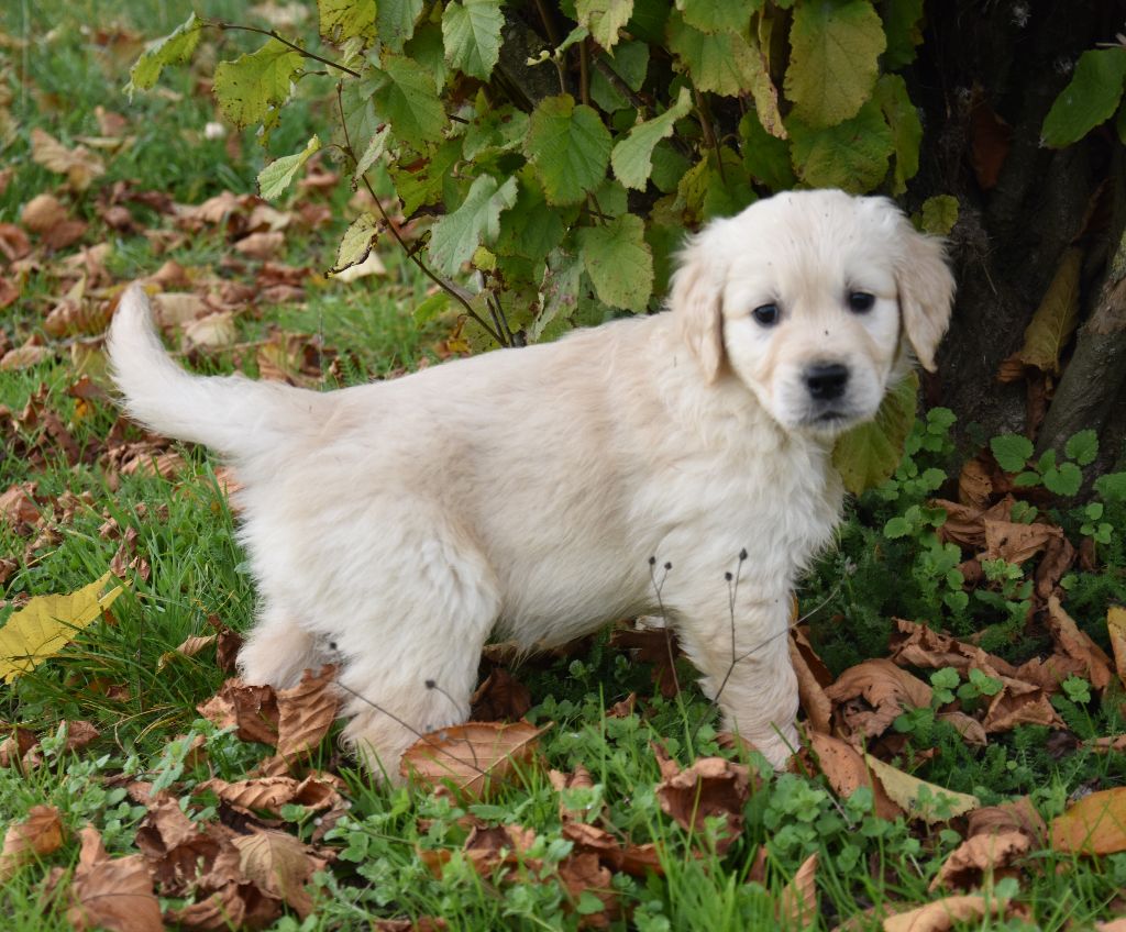 Lealta's Edition - Chiot disponible  - Golden Retriever