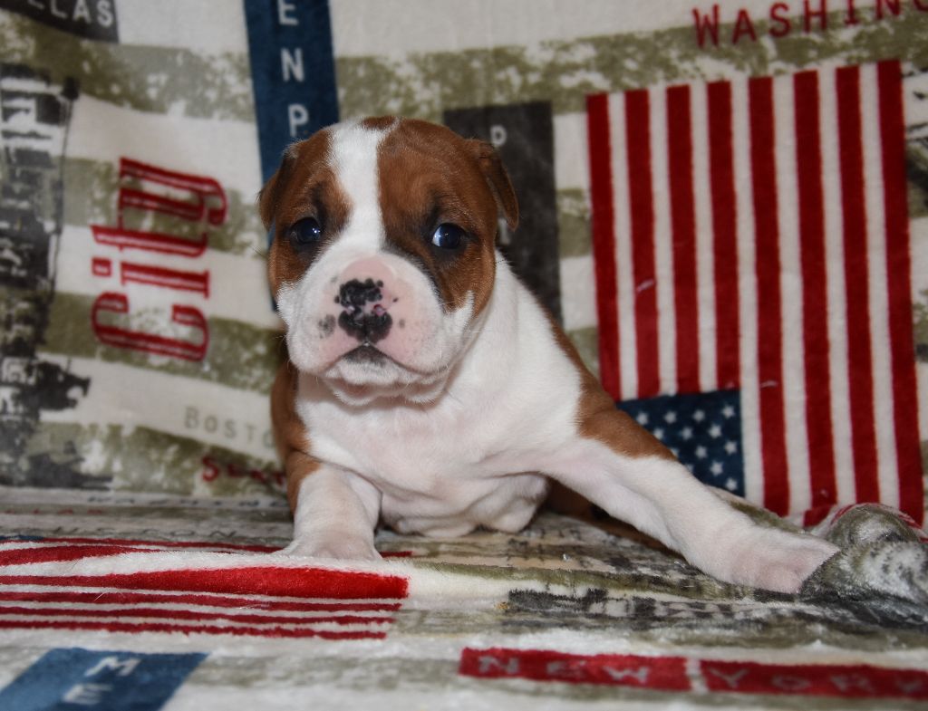 Lealta's Edition - Chiot disponible  - American Staffordshire Terrier
