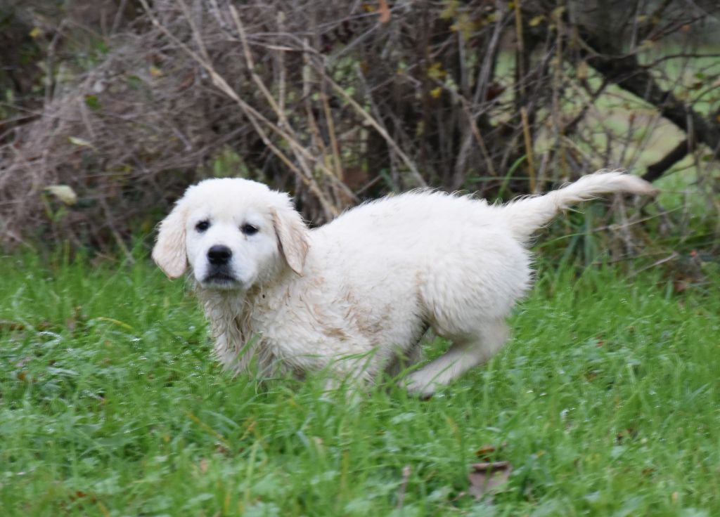 Lealta's Edition - Chiot disponible  - Golden Retriever