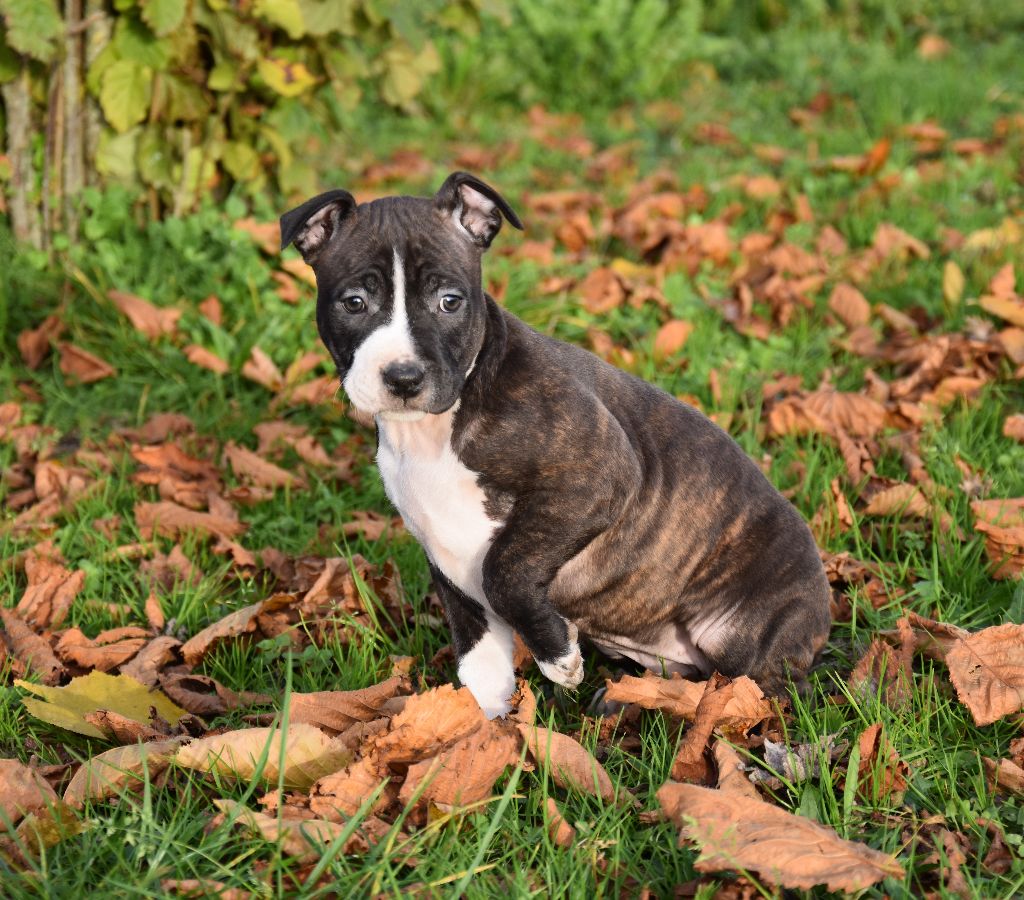 Lealta's Edition - Chiot disponible  - American Staffordshire Terrier