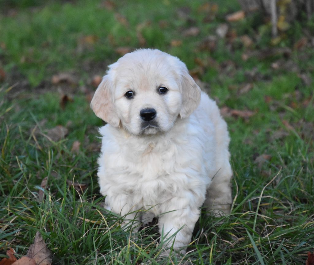 Lealta's Edition - Chiot disponible  - Golden Retriever