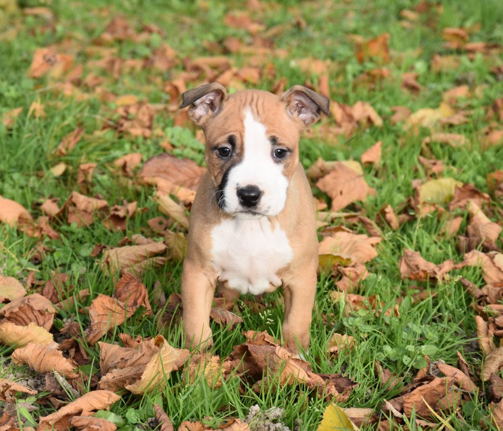 Lealta's Edition - Chiot disponible  - American Staffordshire Terrier