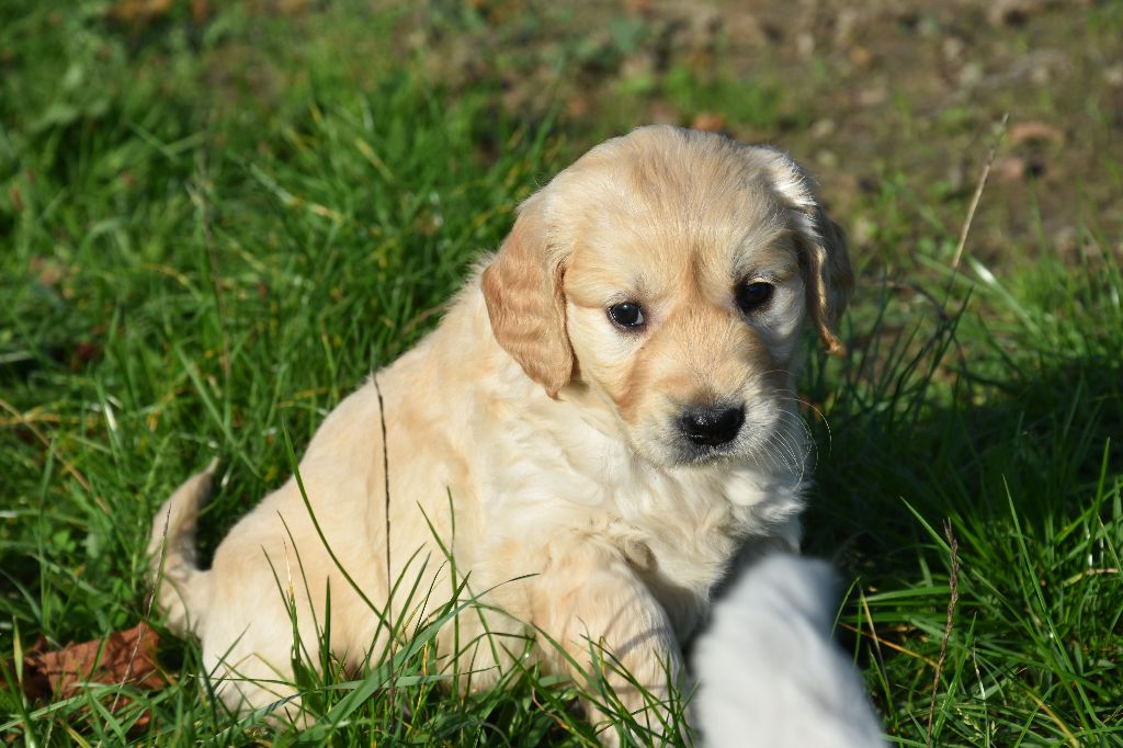 Lealta's Edition - Chiot disponible  - Golden Retriever