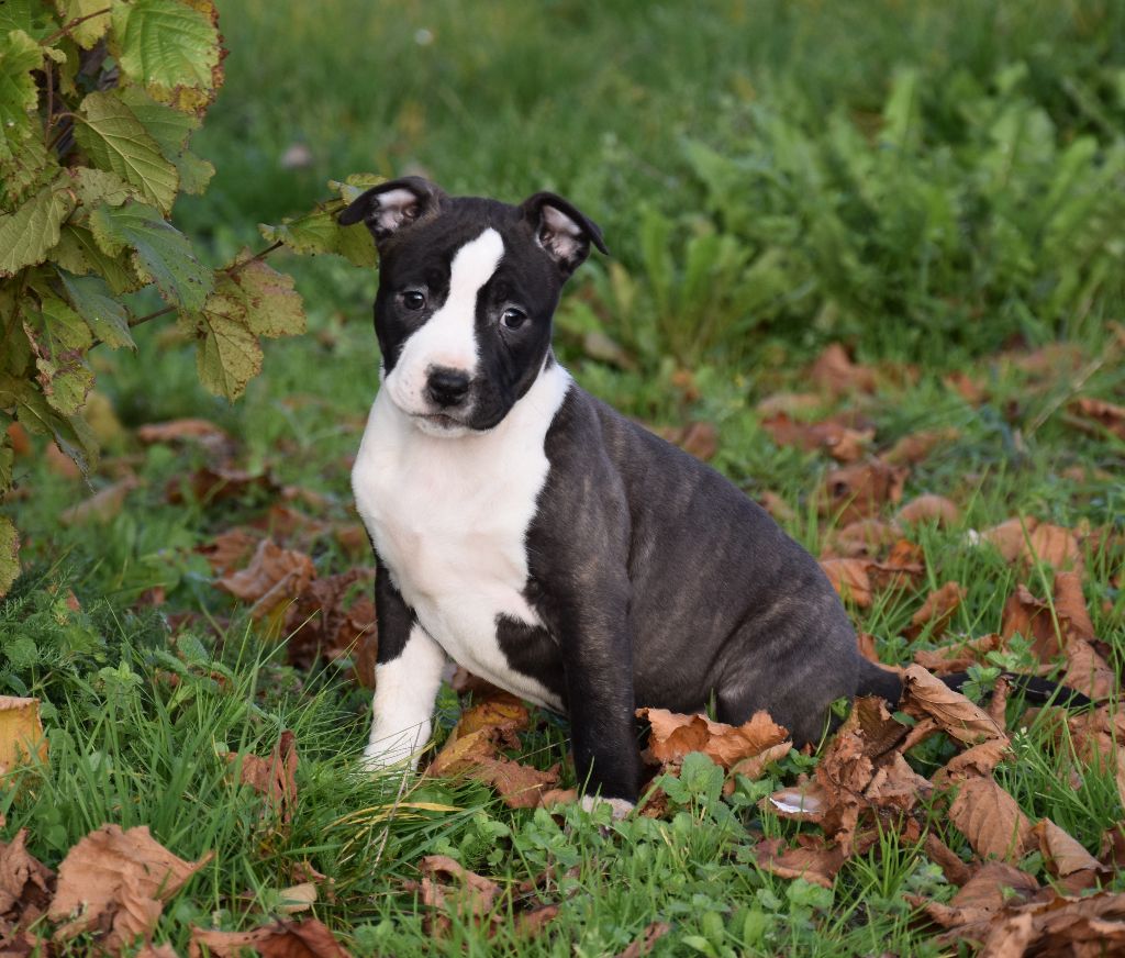 Lealta's Edition - Chiot disponible  - American Staffordshire Terrier