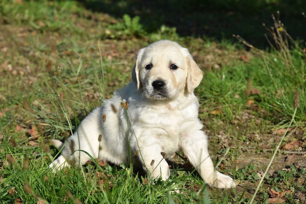 Lealta's Edition - Chiot disponible  - Golden Retriever