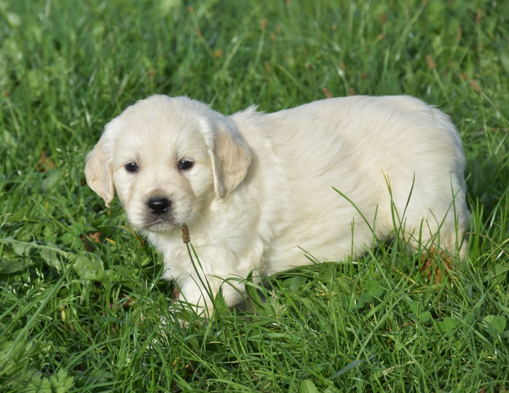 Lealta's Edition - Chiot disponible  - Golden Retriever