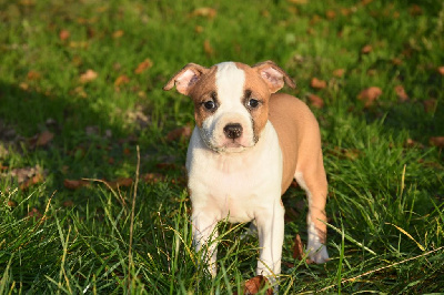 Lealta's Edition - American Staffordshire Terrier - Portée née le 07/09/2024