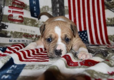 Lealta's Edition - American Staffordshire Terrier - Portée née le 02/02/2024