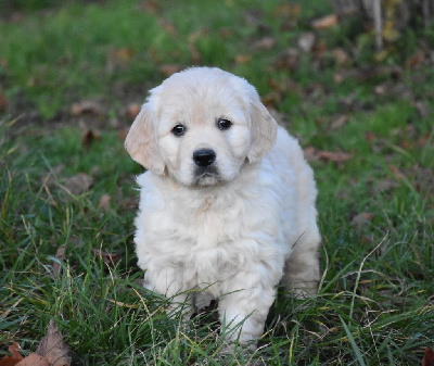 Lealta's Edition - Golden Retriever - Portée née le 19/10/2024