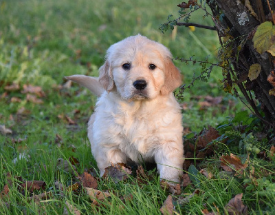 Lealta's Edition - Golden Retriever - Portée née le 19/10/2024