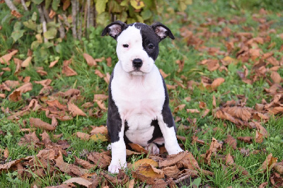 Lealta's Edition - American Staffordshire Terrier - Portée née le 20/09/2024