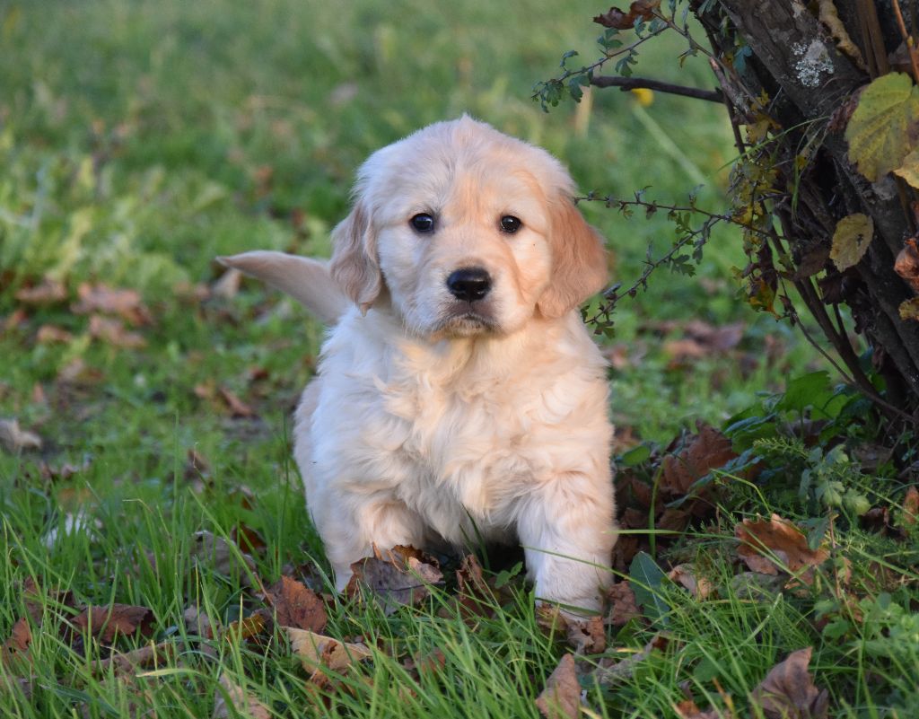 Lealta's Edition - Chiot disponible  - Golden Retriever