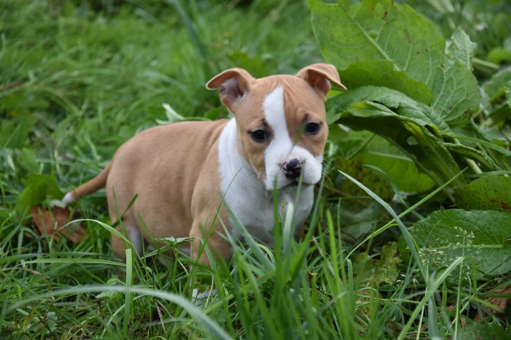 Lealta's Edition - Chiot disponible  - American Staffordshire Terrier