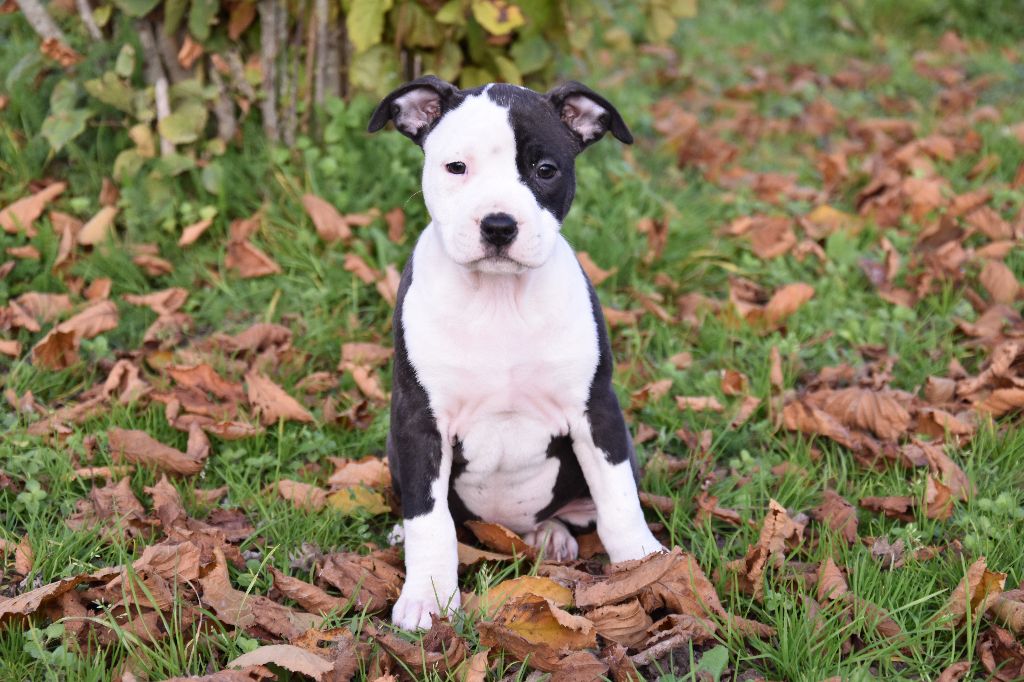 Lealta's Edition - Chiot disponible  - American Staffordshire Terrier