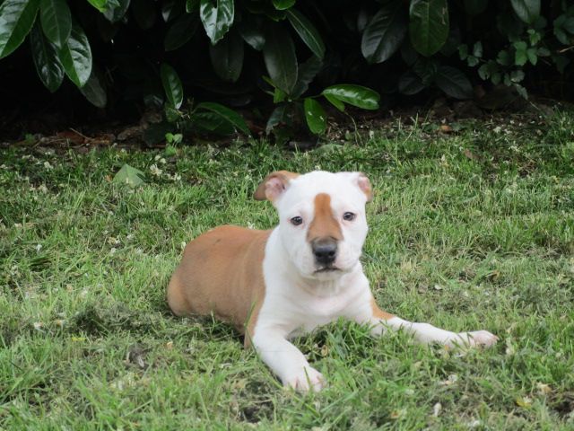 chiot American Staffordshire Terrier Lealta's Edition