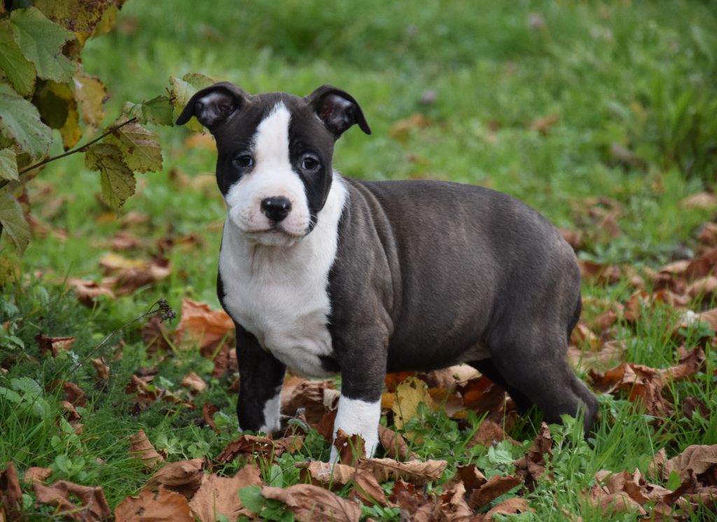 Lealta's Edition - Chiot disponible  - American Staffordshire Terrier