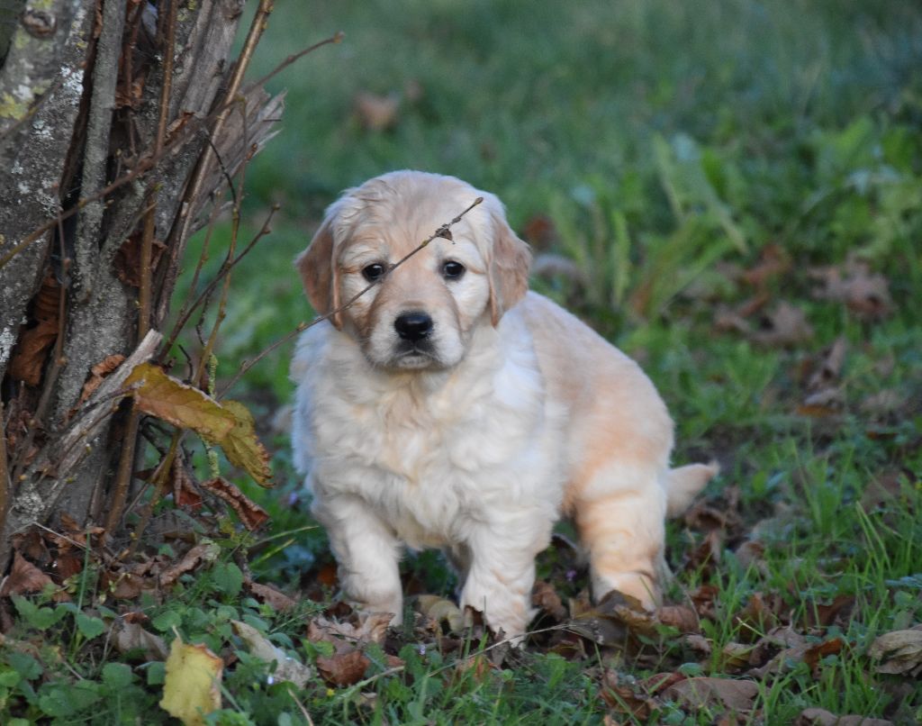 Lealta's Edition - Chiot disponible  - Golden Retriever