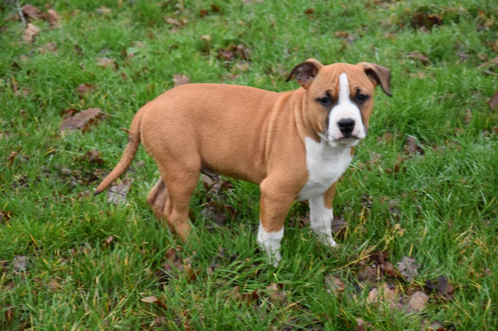 Lealta's Edition - Chiot disponible  - American Staffordshire Terrier