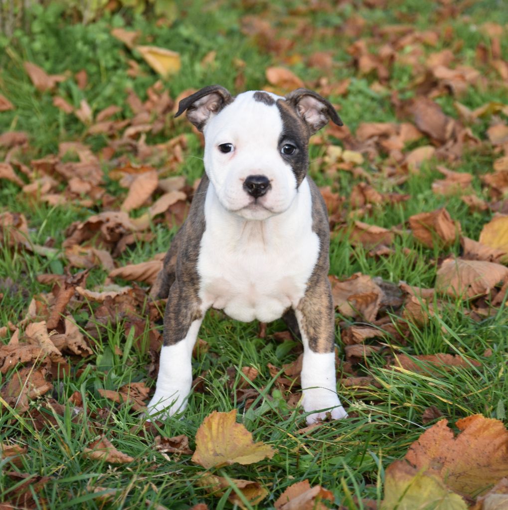 Lealta's Edition - Chiot disponible  - American Staffordshire Terrier