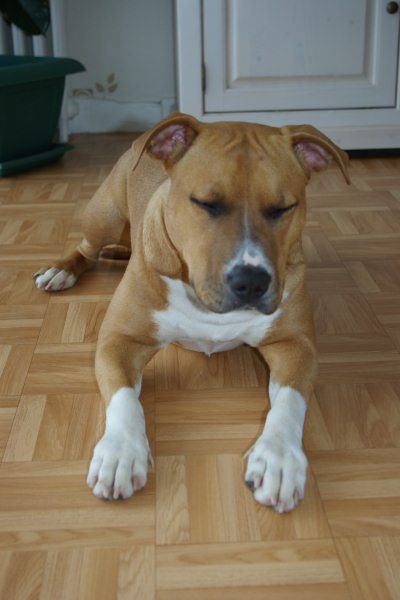 Più Bello Efigie