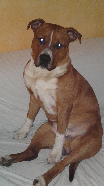 Lealta's Edition Ettore