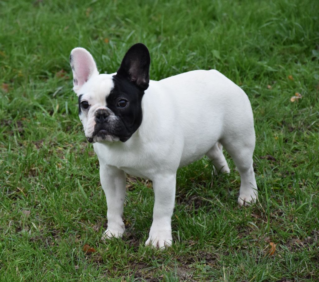 Rocco du laouvas