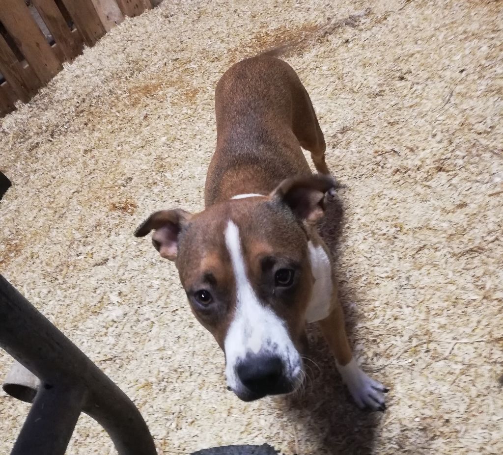 Hardstone's Tiny mustache