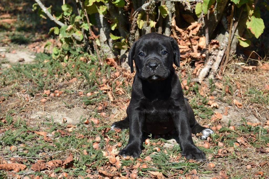 Lealta's Edition - Chiots disponibles - Cane Corso